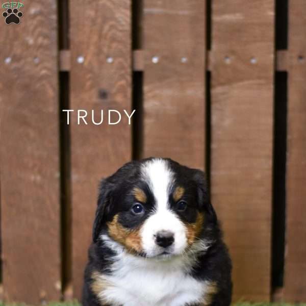 Trudy, Bernese Mountain Dog Puppy